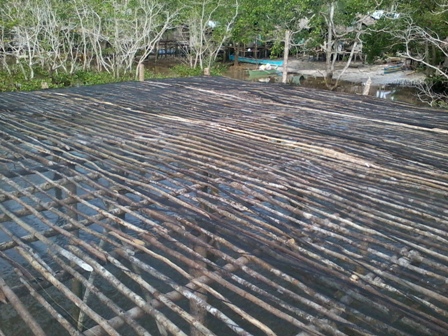 baculin2